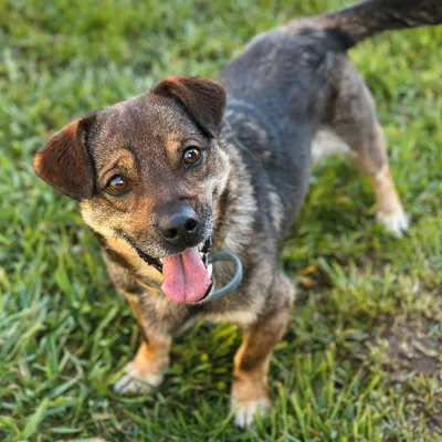 Kontakt w sprawie adopcji:, adopted