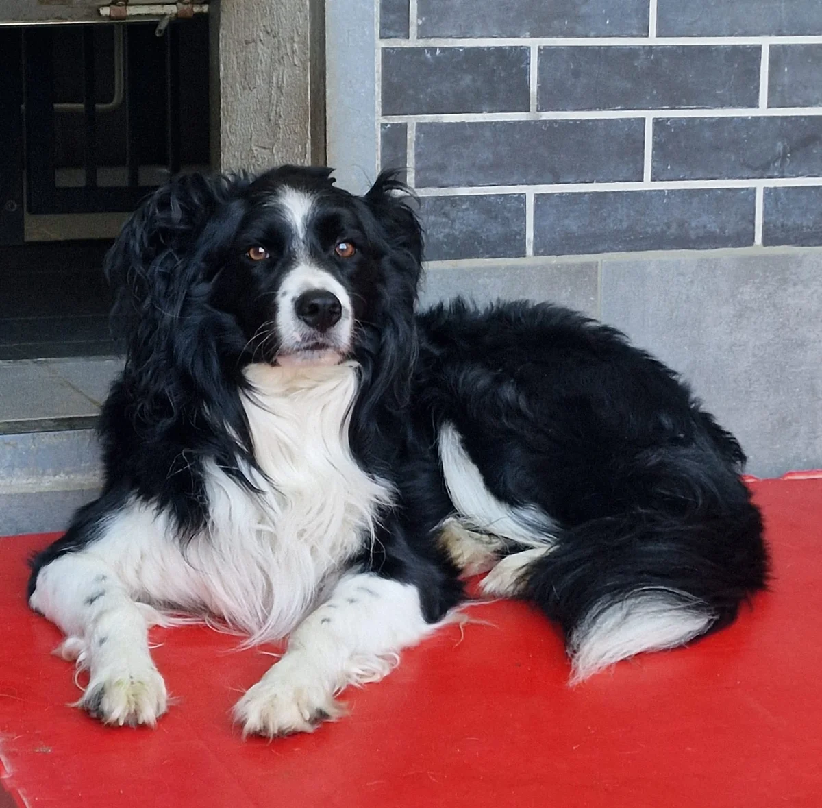 Border Collie