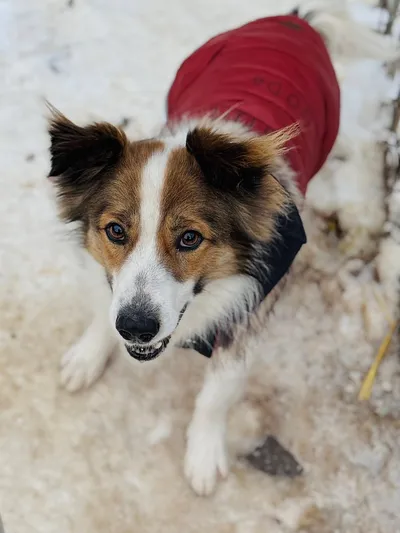 Indyczek, adopted