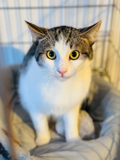 Celestka, adopted