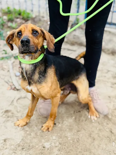 Iron, adopted