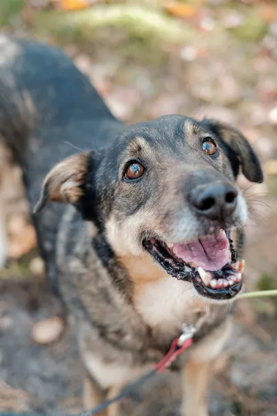 Skrillex, adopted