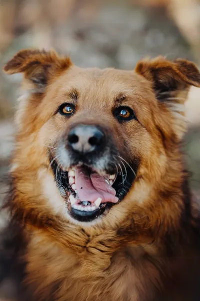 Pisklak, adopted