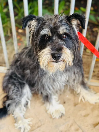 Lupo, adopted