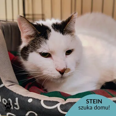 Stein, adopted