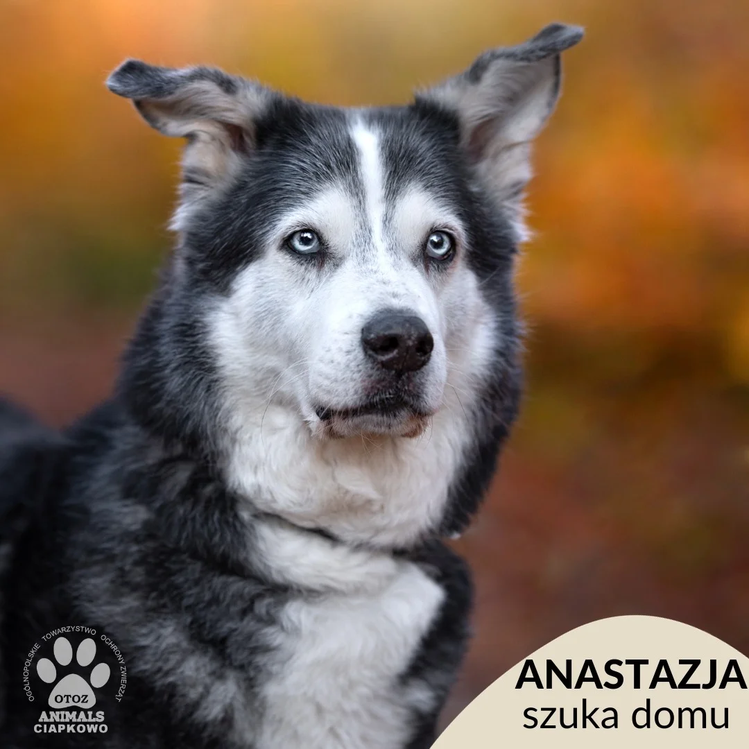 Husky