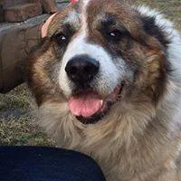 Saint Bernard
