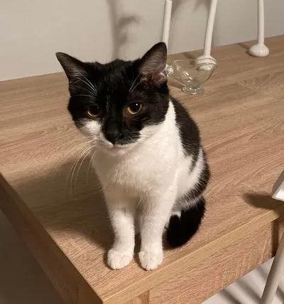 Fanta, adopted