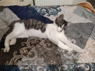 Feluś, adopted