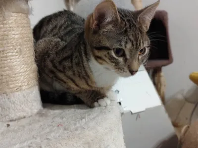 Figa, adopted
