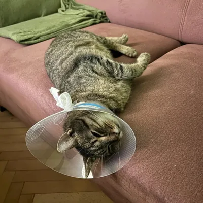 Kostek, adopted