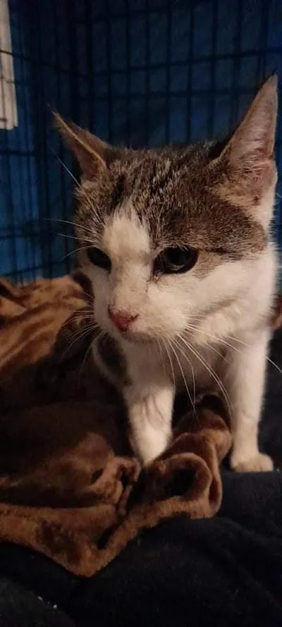 Maja, adopted