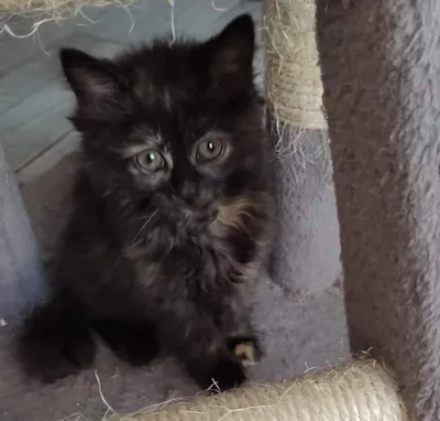 Nela, adopted