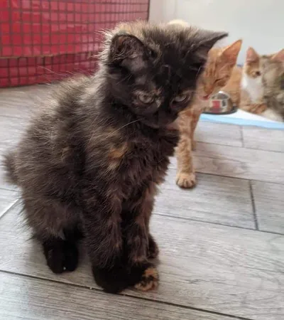 Nela, adopted