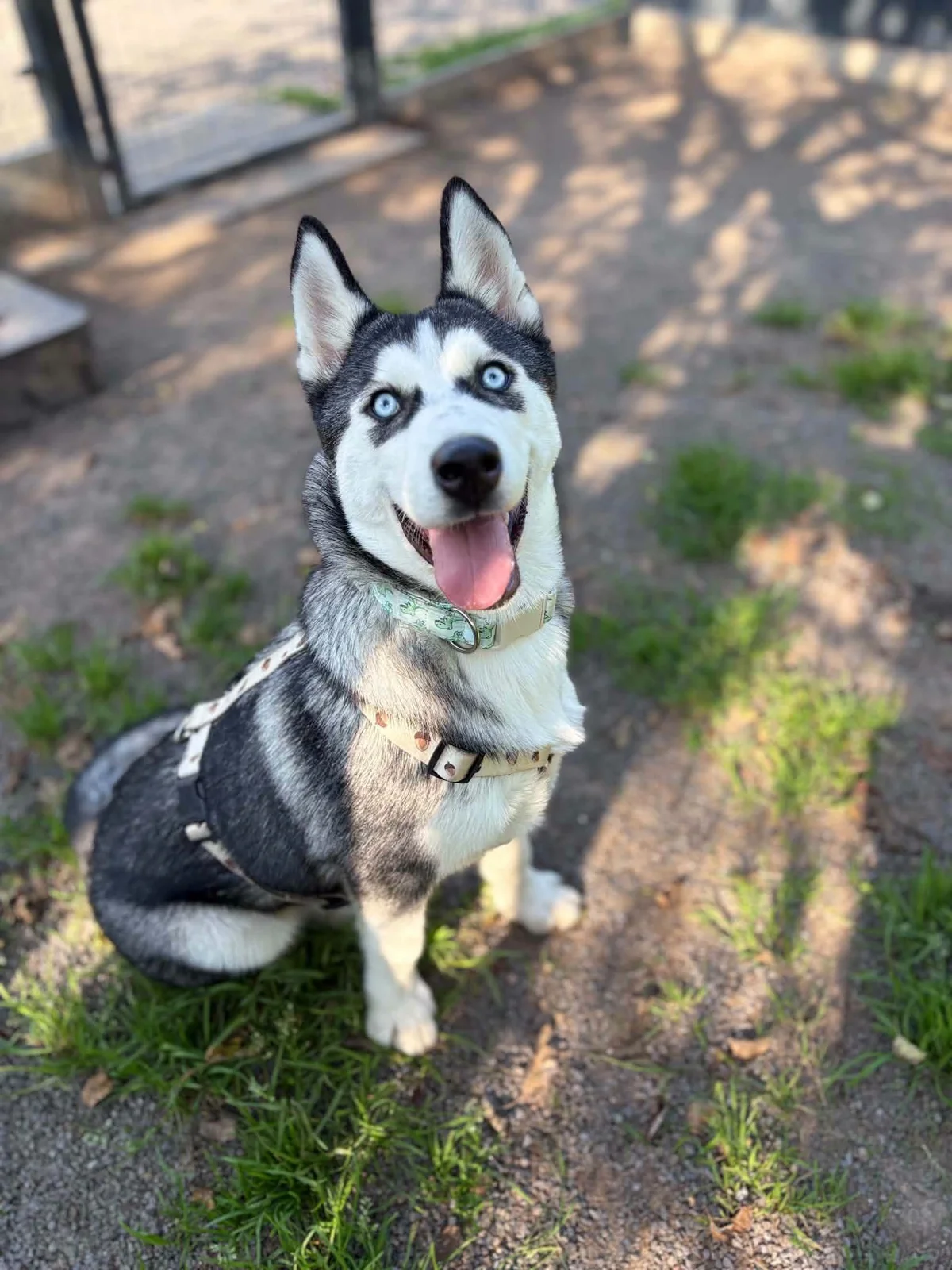 Husky