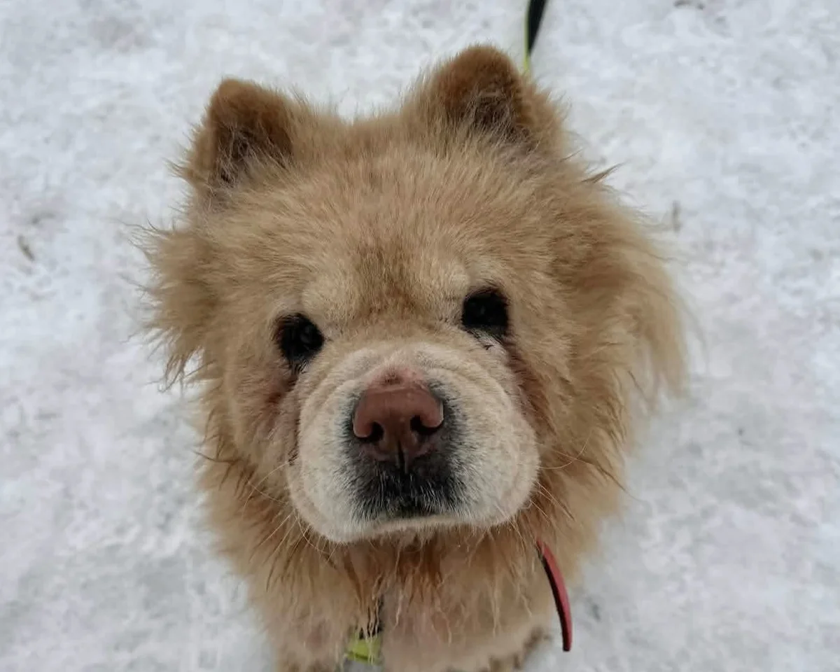 Chow Chow