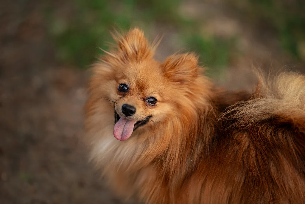 Pomeranian