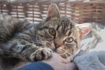 Chia, adopted