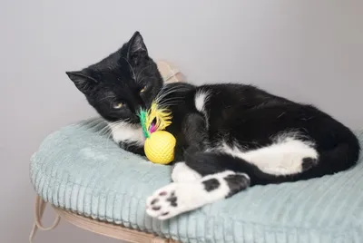 Winter, adopted
