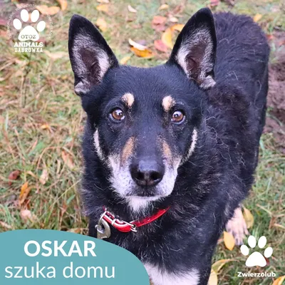 Schronisko dla zwierząt w Dąbrówce, adopted