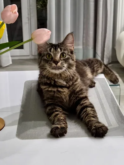 Dafi, adopted