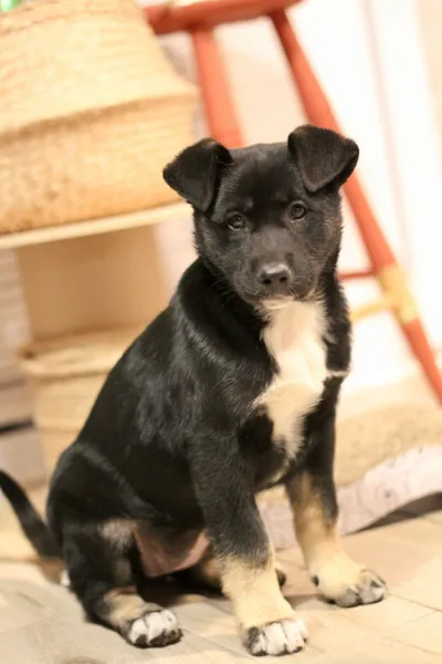 Kama, adopted