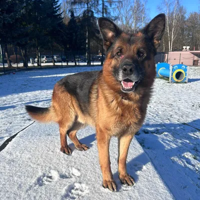 Kowu 300/25, adopted