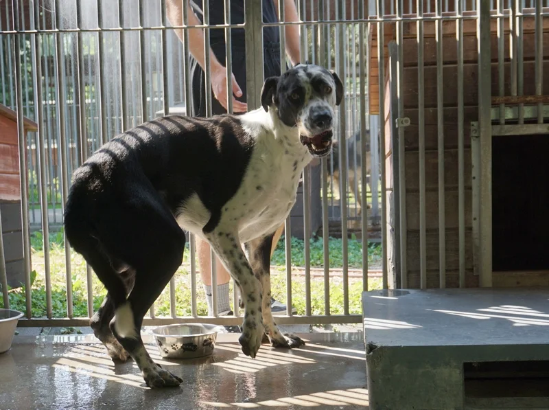 Great Dane