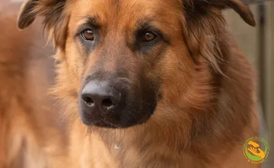 Max, adopted