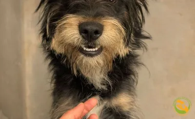 Tosia, adopted