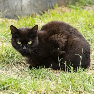 Orson, adopted