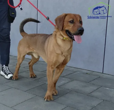 Snupi, adopted