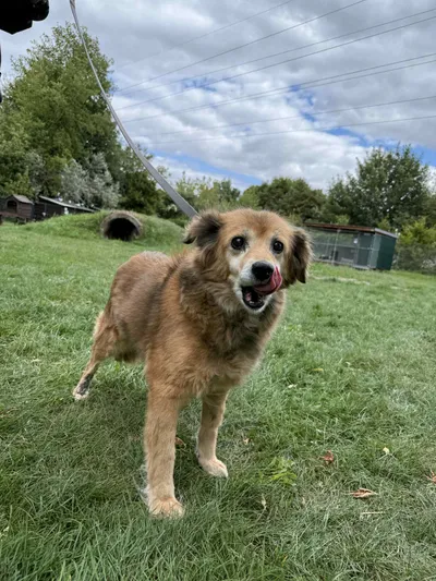 TEKLA, adopted