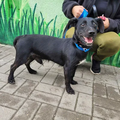 KŁOSIK, adopted