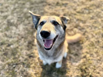 JOGA, adopted