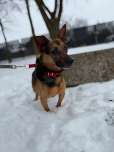 BOLEK 2, adopted