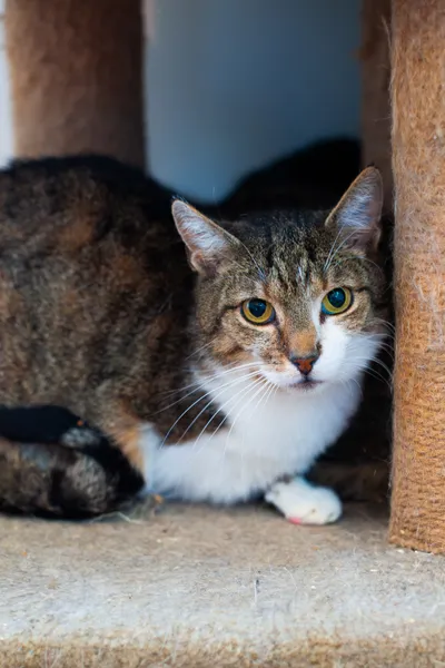 Amelkat, adopted