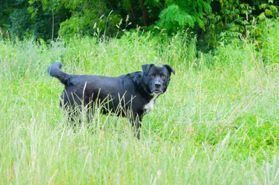 Atos, adopted