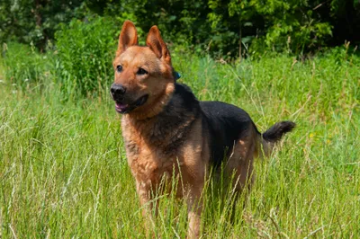 Bary, adopted