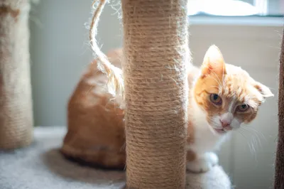 Bazyl, adopted