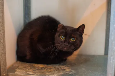CZARNOTA, adopted