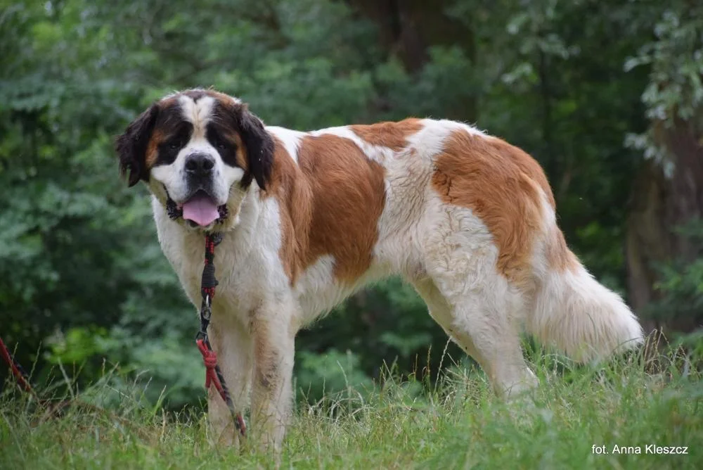 Saint Bernard