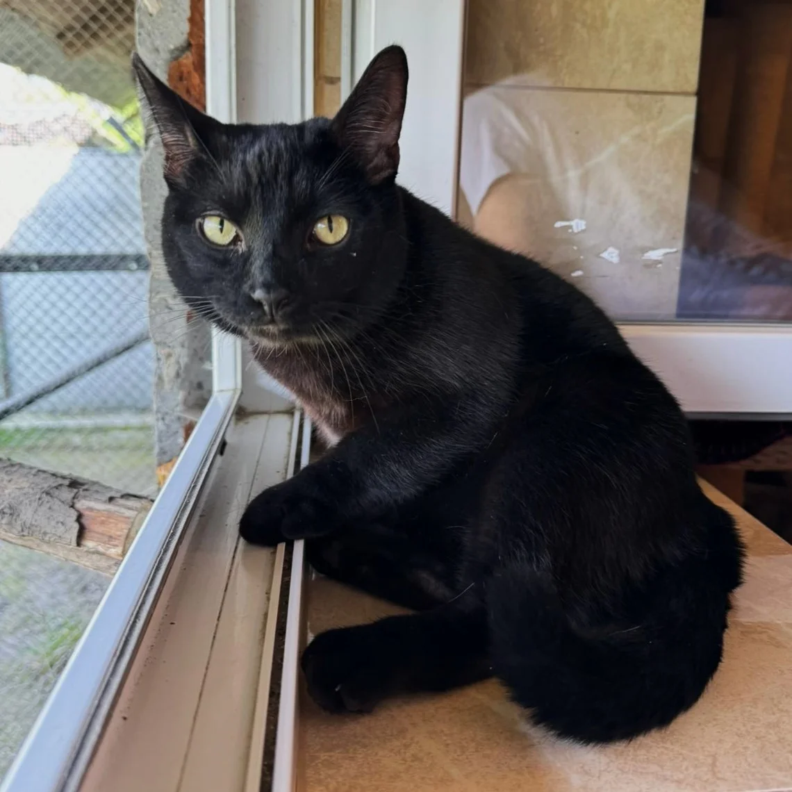 Domestic Shorthair