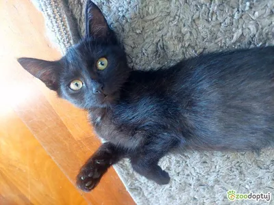 Matylda, adopted