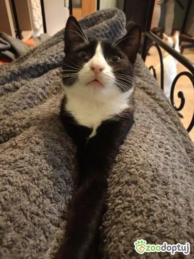 Klemens, adopted