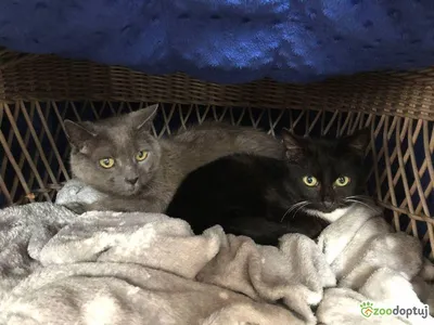 Luna, adopted