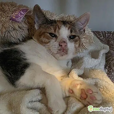 Petronelka, adopted