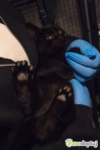 Wąski, adopted