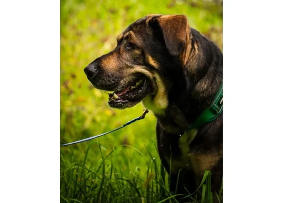 Central Asian Shepherd Dog