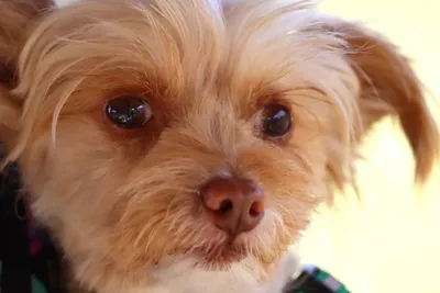 Maggy – Reservada, adopted